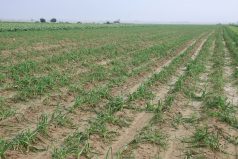 بارندگی به سه هزار و ۶۰۰ هکتار زمین کشاورزی اندیمشک خسارت زد