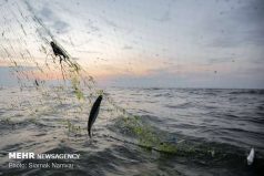 پروانه صیادی ماهی در رودخانه‌های اندیمشک صادر می‌شود