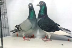 ده‌ها پرنده کبوتر مسافتی در اندیمشک رهاسازی شد