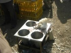 خرید مرغ زنده سلامت شهروندان را تهدید می‌کند