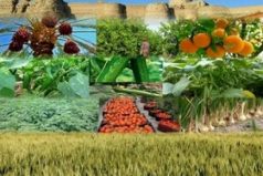 خوزستان رتبه نخست تولیدمحصولات کشاورزی را در کشور دارد