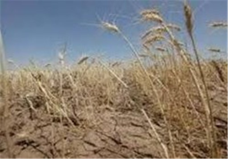 باران و تگرگ ۱۴ میلیارد تومان به بخش کشاورزی اندیمشک خسارت وارد کرد