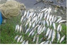 دستگیری دو صیاد متخلف ماهی در دریاچه کرخه