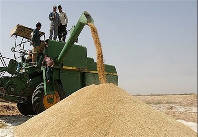 ۲۰ هزار تن گندم در اندیمشک به صورت تضمینی خریداری می‌شود