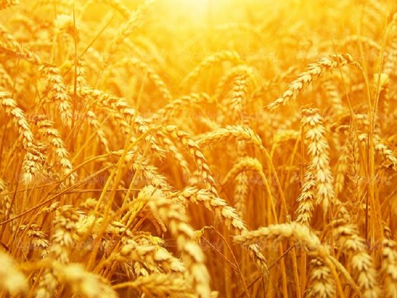 ۶۵ هزار تن گندم از کشاورزان اندیمشک خریداری شد