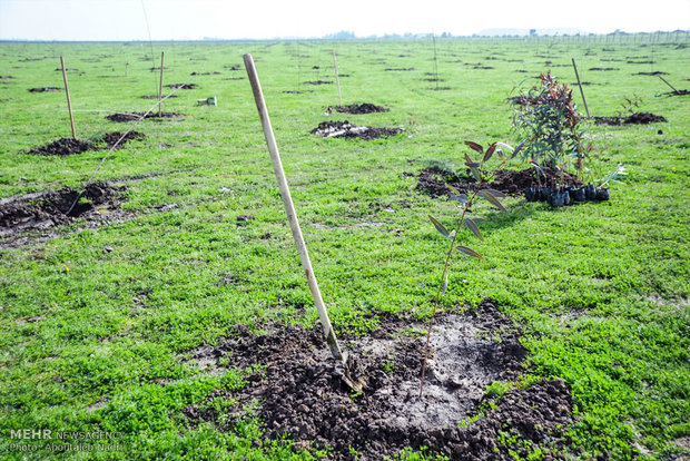 یک هزار هکتار از اراضی کرخه درختکاری می‌شود