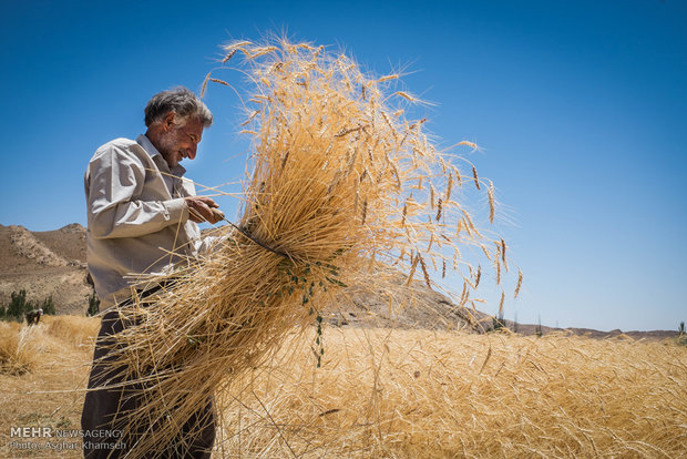 ۱۷٫۷ هزار تن گندم از مزارع اندیمشک خریداری شد