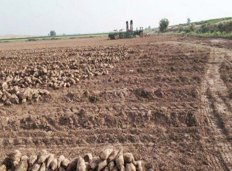 چغندرقند خوزستان با توقف بارگیری رو به نابودی است