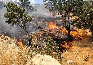 جنگل‌های بلوط الوار گرمسیری در آتش می‌سوزند