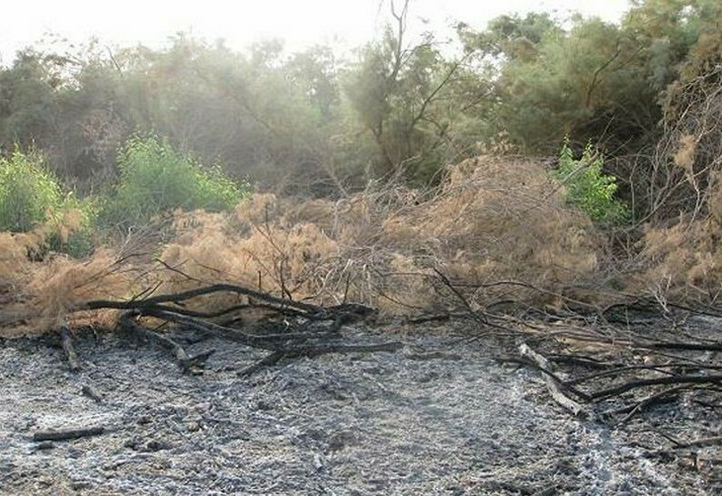 آتش در جنگل های بخش الوار اندیمشک شعله ور شد