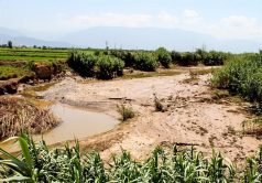 بارندگی‌های اخیر ۲۵۰ میلیارد ریال به اراضی کشاورزی اندیمشک خسارت وارد کرد