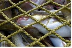 ممنوعیت صید ماهی و آبزیان در اندیمشک