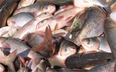 دستگیری متخلف صید غیرمجاز ماهی در اندیمشک