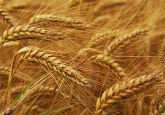 ۷۸ هزارتن گندم مازاد بر نیاز از کشاورزان اندیمشک خریداری شد