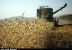 خشکسالی سد راه گندم‌کاران خوزستان؛ میزان خرید تضمینی گندم در اندیمشک به ۱۵ هزار تن رسید