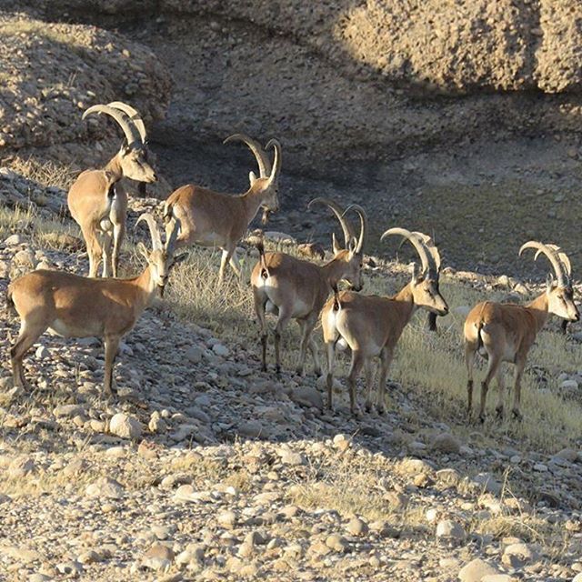 رشد جمعیت کل و بز در چهل پای اندیمشک