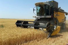 افزایش خرید گندم و کلزا از کشاورزان اندیمشک در سال جاری