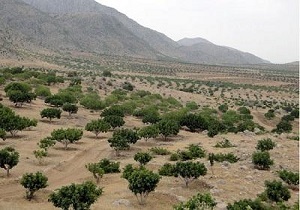 کمبود بارش تهدیدی برای شاخص حیات وحش چهل پا در اندیمشک