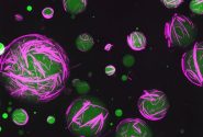 رویکرد نوآورانه محققان: تلاش برای ساخت سلول‌های مصنوعی که مانند سلول‌‌های زنده عمل کنند