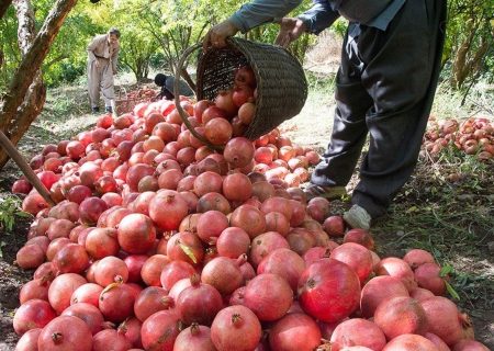 برگزاری جشنواره انار در اندیمشک