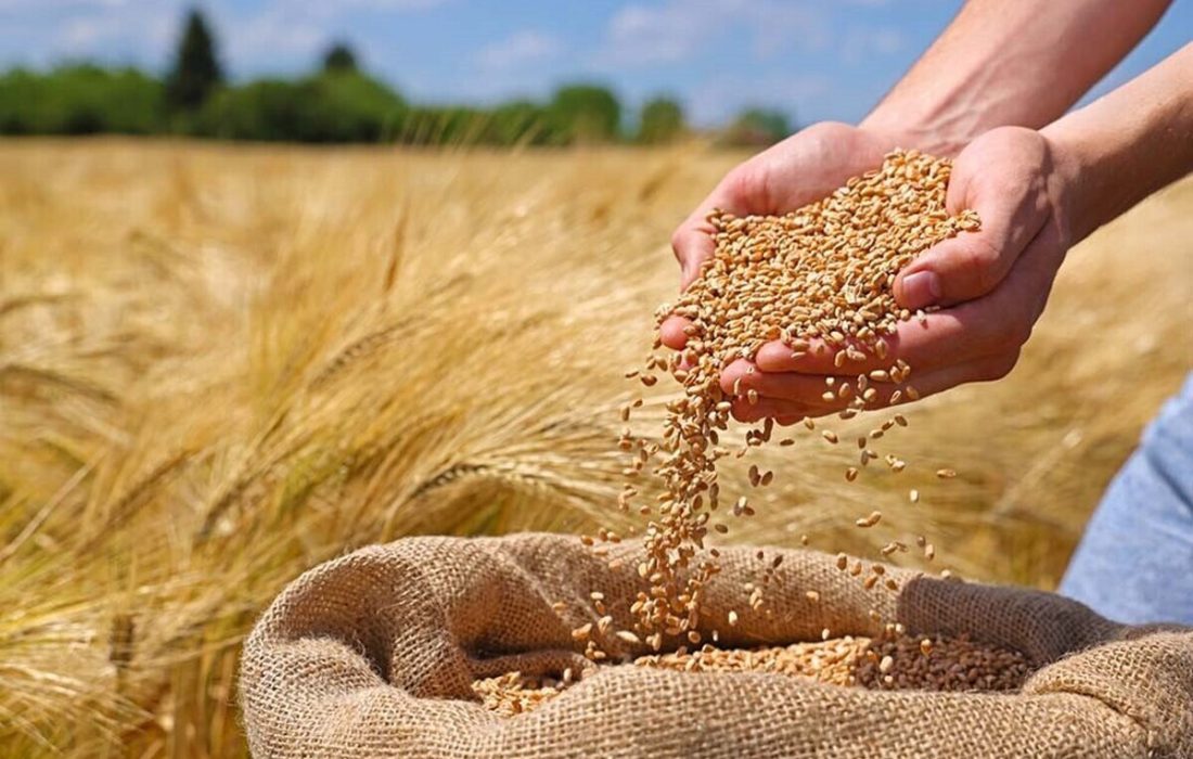 برداشت گندم در اندیمشک از ۹۰ هزار تن گذشت