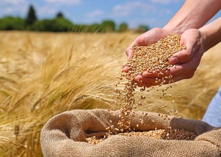 برداشت گندم در اندیمشک از ۹۰ هزار تن گذشت