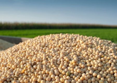 آغاز برداشت سویا از سطح ۱۵۰ هکتار اراضی اندیمشک