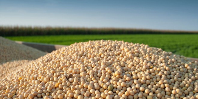 آغاز برداشت سویا از سطح ۱۵۰ هکتار اراضی اندیمشک